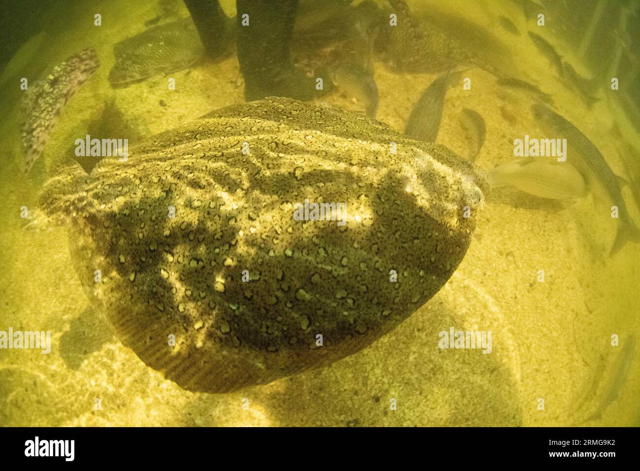 Ein großer Plattfisch, der als „Brill Swimming around“ bezeichnet wird Stockfoto