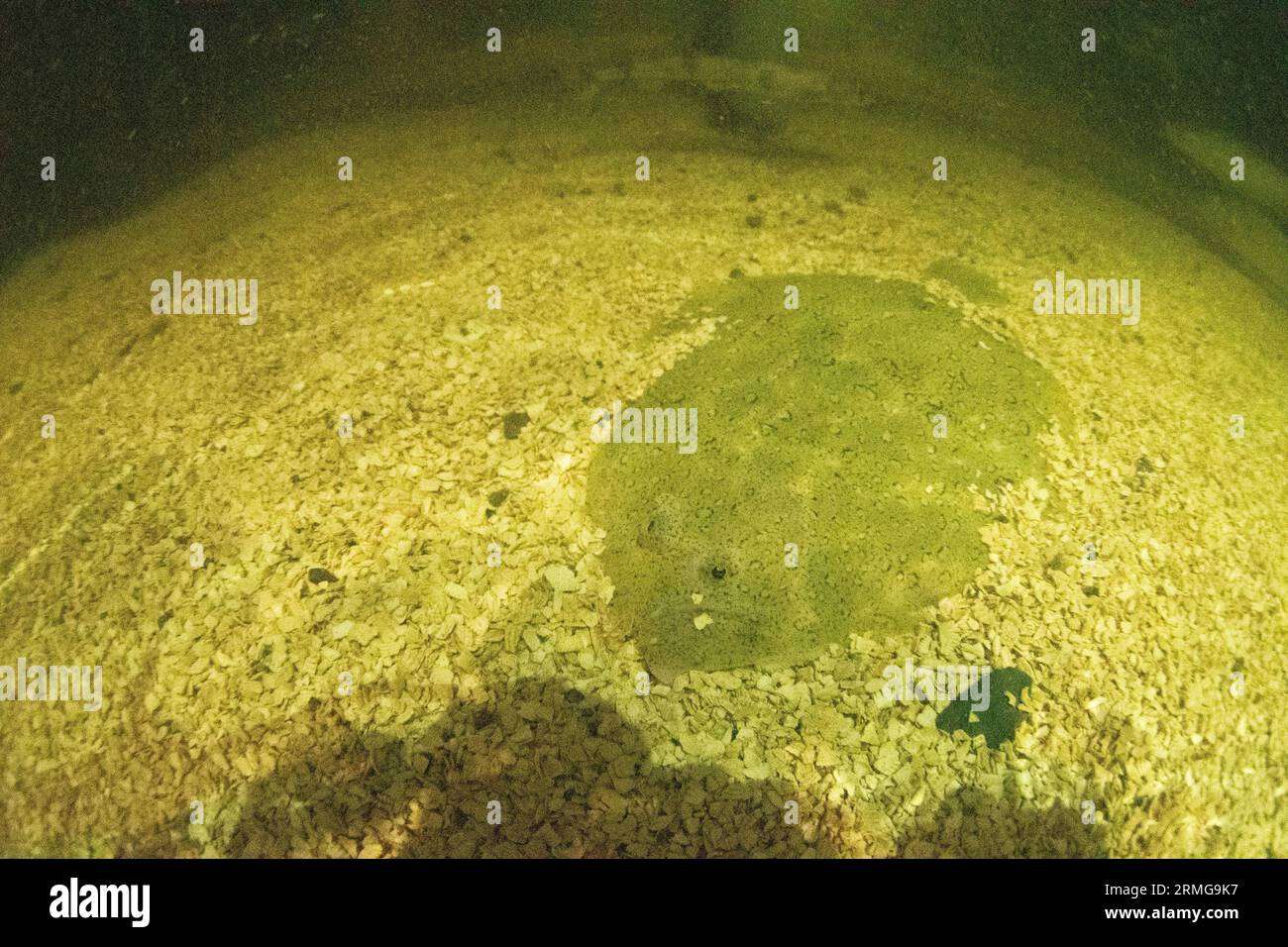 Ein großer Plattfisch, der als „Brill Swimming around“ bezeichnet wird Stockfoto