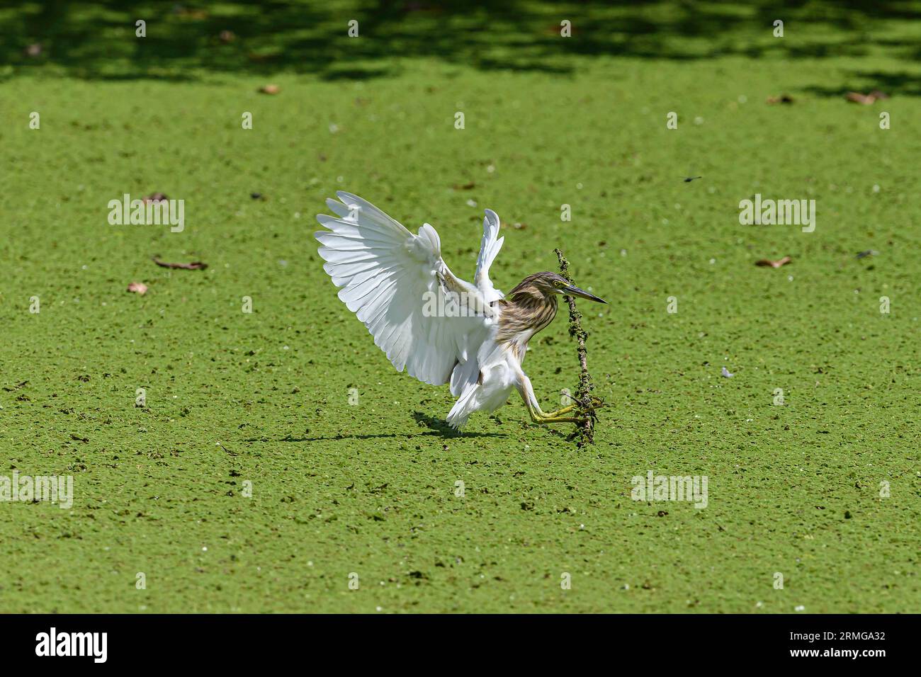 Indian Pond Heron in Natural Habitat mit wunderschönen weißen Flügeln. Stockfoto