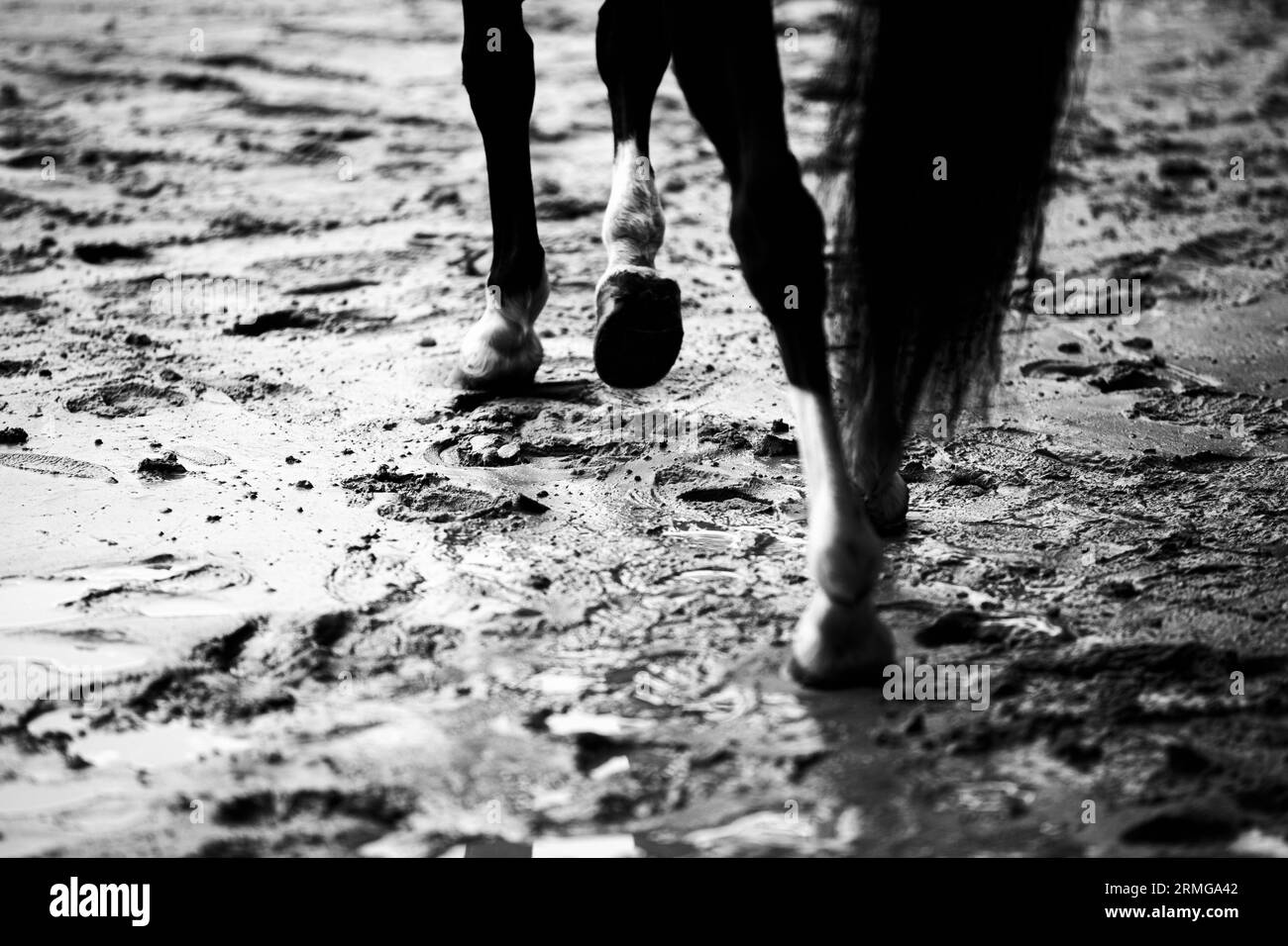Dieses Schwarzweiß-Foto zeigt ein schwarzes Pferd, das nach Regenfällen an einem Strand durch nassen Sand trottet. Kraft, Freiheit und Schönheit. Stockfoto