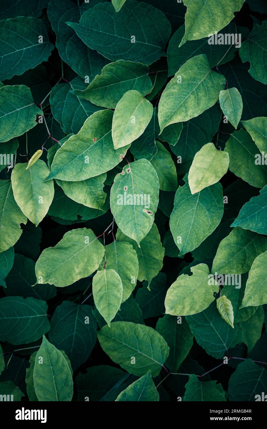 Grüne japanische Knotweed-Pflanze Blätter im Frühling, grüner Hintergrund Stockfoto