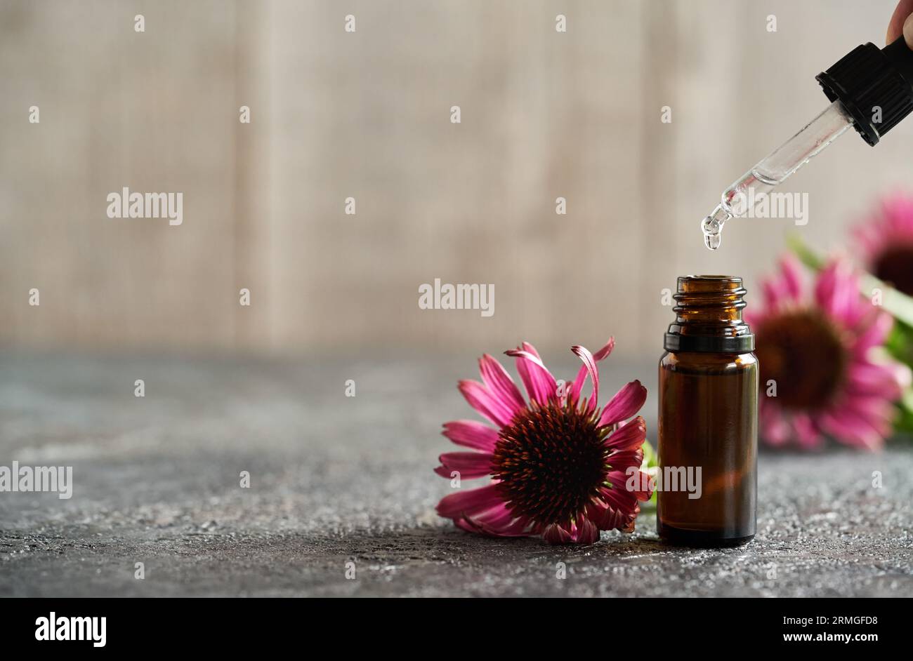 Ätherisches Öl in eine dunkle Glasflasche mit violetten Echinacea-Blüten und Kopierraum fallen lassen Stockfoto