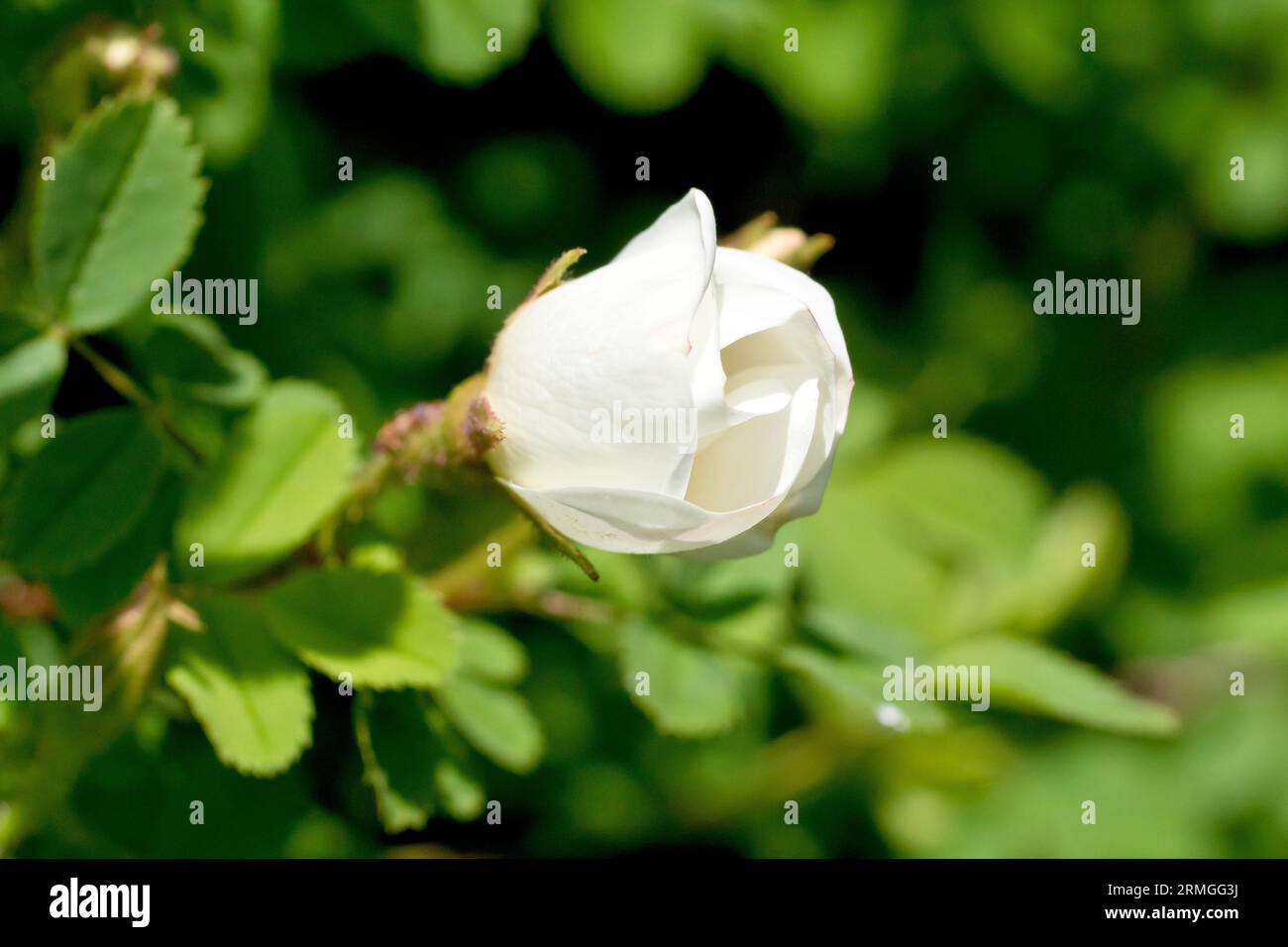Nahaufnahme einer weißen Rosenknospe, möglicherweise Hundrose (rosa canina), isoliert vom Hintergrund. Stockfoto