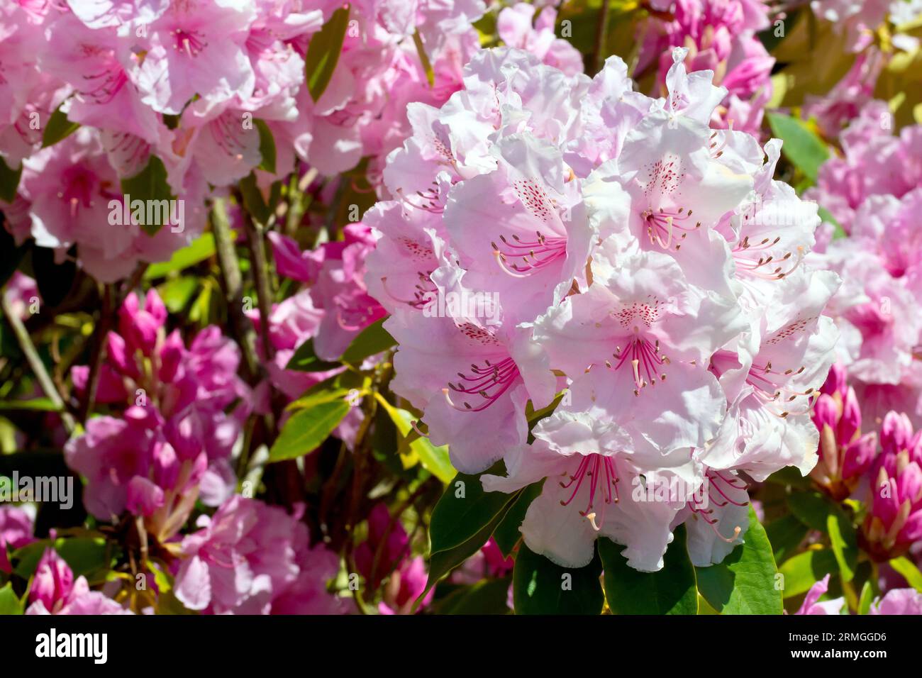Rhododendron, Nahaufnahme der großen rosa Blüten dieser speziellen Sorte des beliebten Strauchs, möglicherweise „Pink Pearl“. Stockfoto
