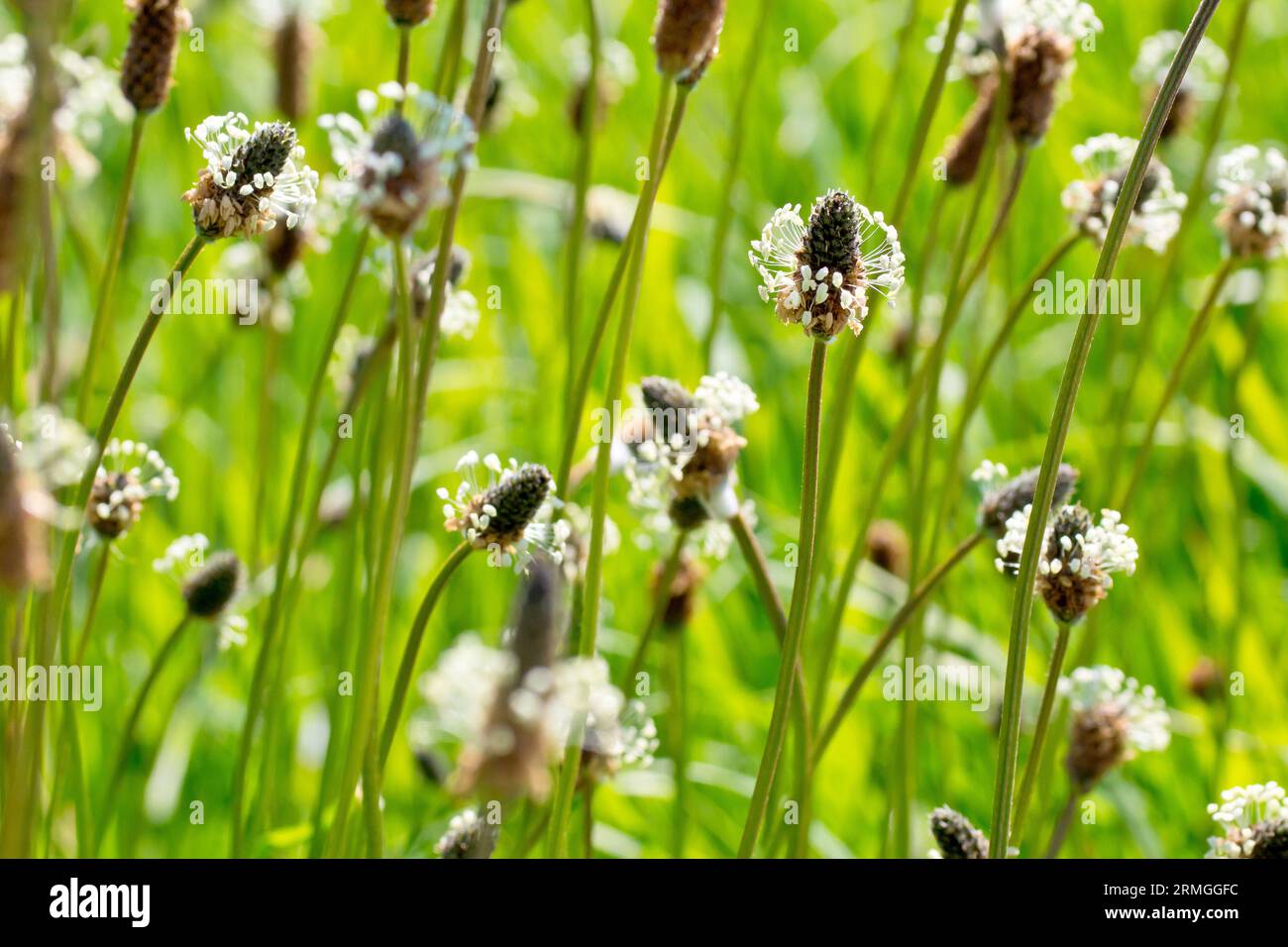 Rippengras (plantago lanceolata), Nahaufnahme einer Gruppe von Graslandpflanzen und Wiesen mit Schwerpunkt auf einer einzigen Blume. Stockfoto