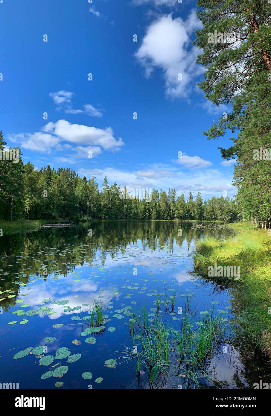 Sommer Wildnis See und Waldlandschaft mit blauem Wasser und Himmel mit weißen Wolken, vertikal Stockfoto