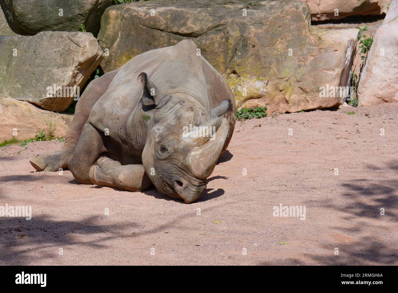 Nashorn mit Hakenlippen (Diceros bicornis) Stockfoto