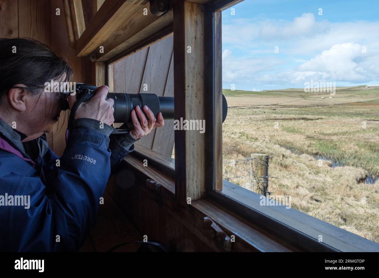 Frau fotografiert Vögel aus dem RSPB Funzie Vogelhäuschen mit Blick auf die Mires of Funzie auf Fetlar, Shetland. Stockfoto