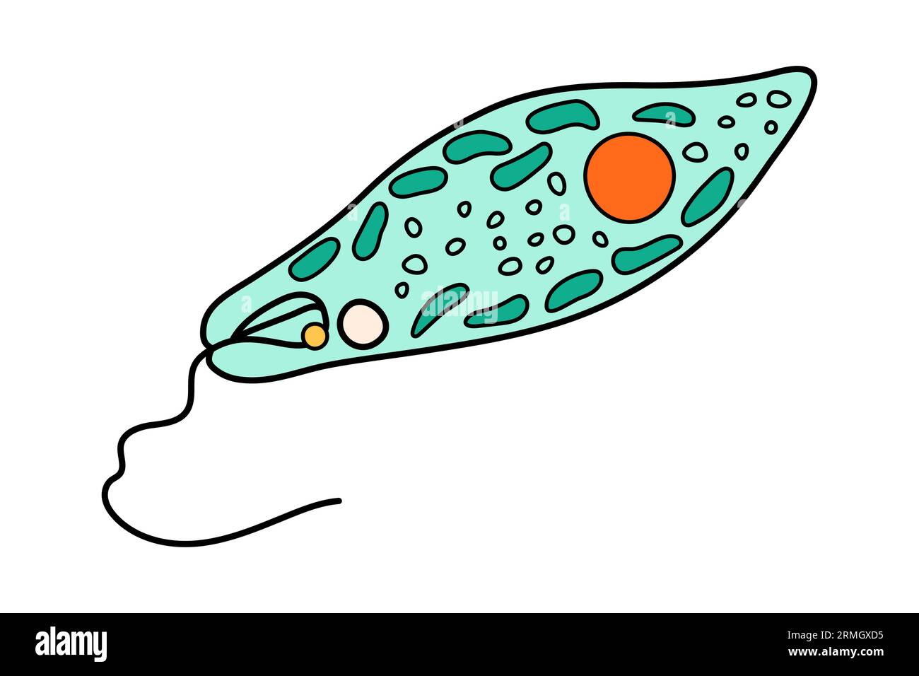 Euglena viridis proteus Wissenschaftssymbol mit Nucleus, Vacuol, Contractile. Biologie-Ausbildungslaboratorium-Cartoon-Protozoen-Organismus. Auffällig hell Stock Vektor