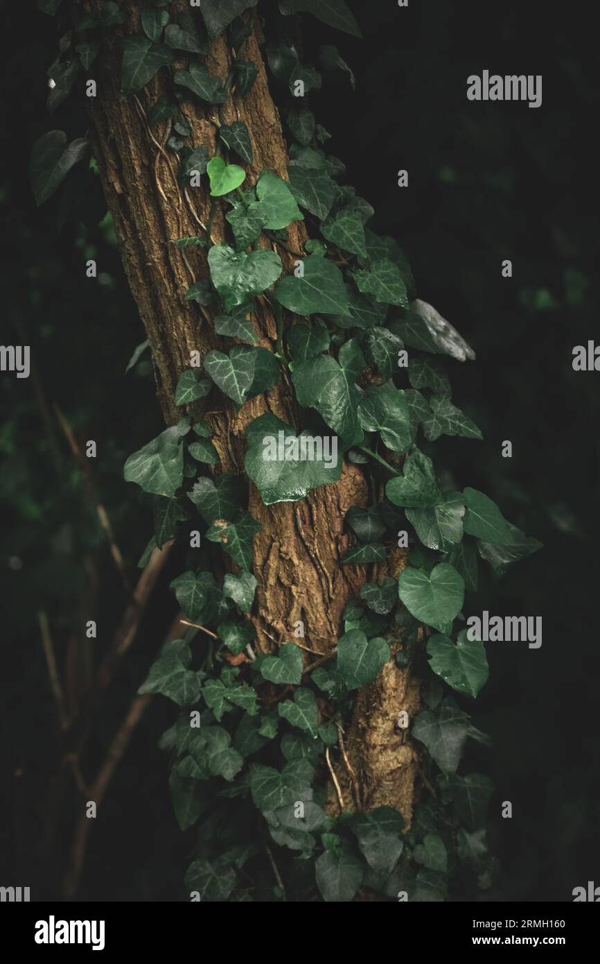 Details aus dunklem Holz Stockfoto