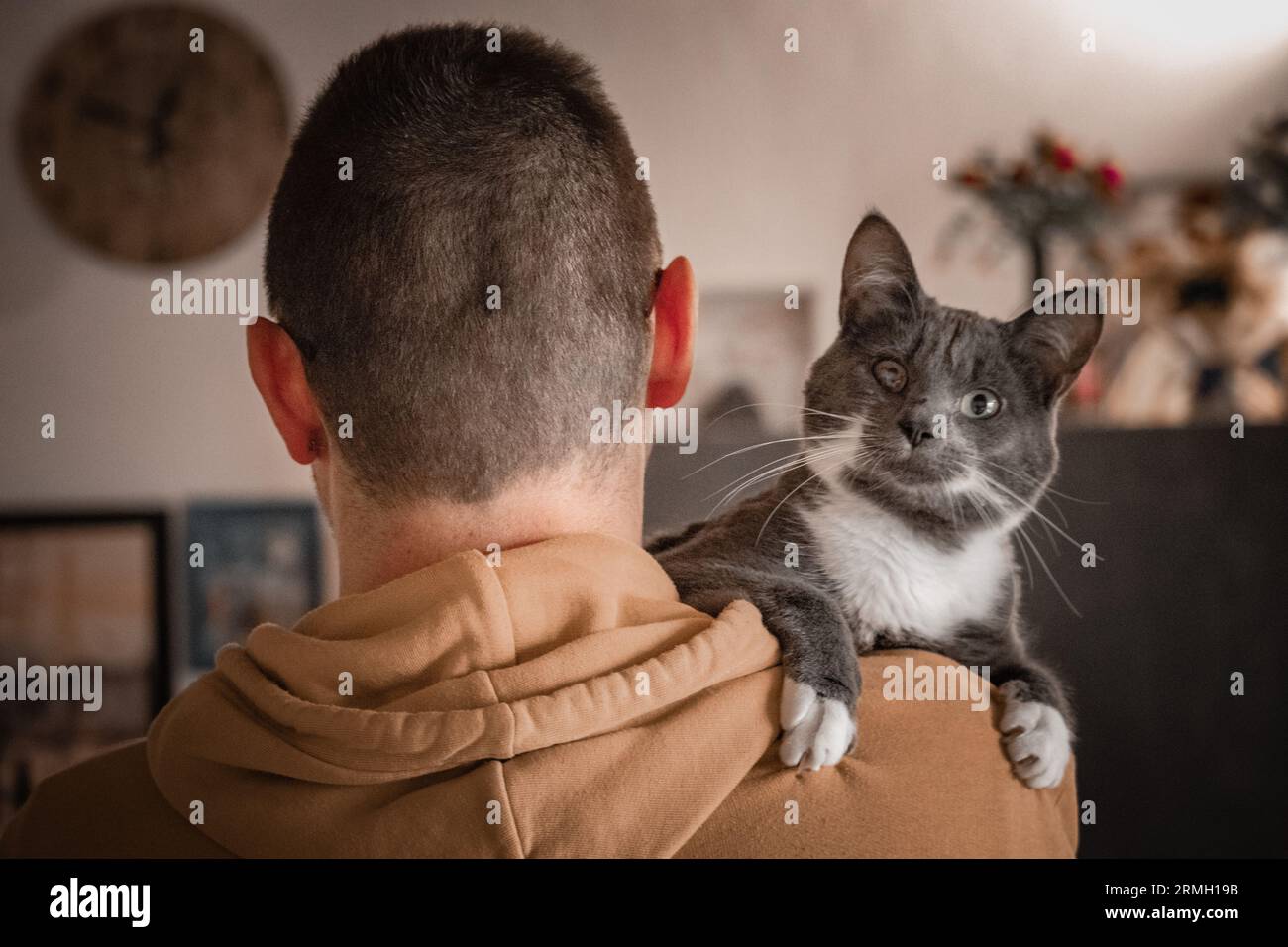 Junge und eine grau-weiße Katze Stockfoto