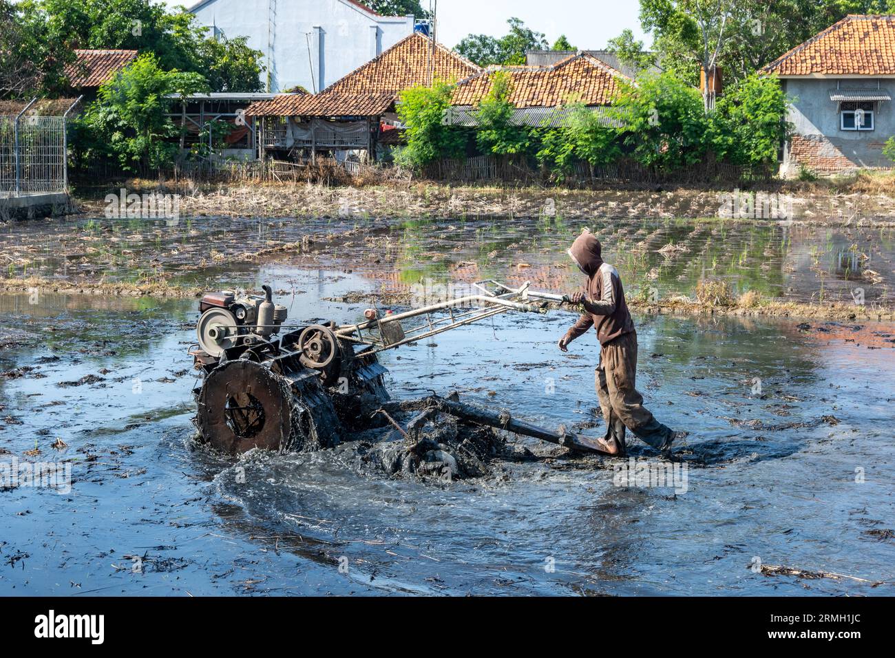 Ein Mann, der eine Maschine im Reisfeld betreibt. Java, Indonesien. Stockfoto