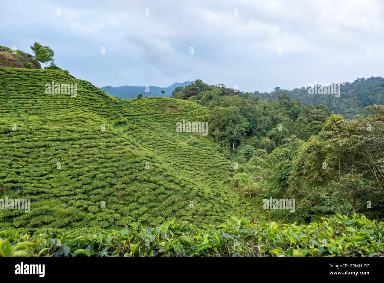 Teeplantage am Hang des Vulkans. Java, Indonesien. Stockfoto