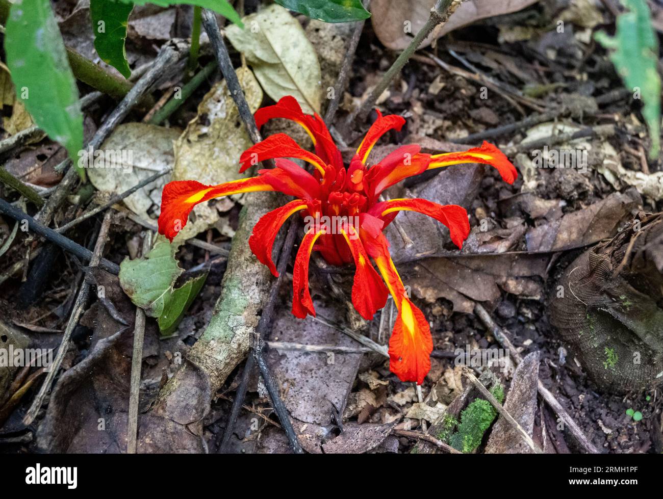Bunte Blume von Etlingera coccinea, einer Pflanze aus der Ingwerfamilie. Java, Indonesien. Stockfoto
