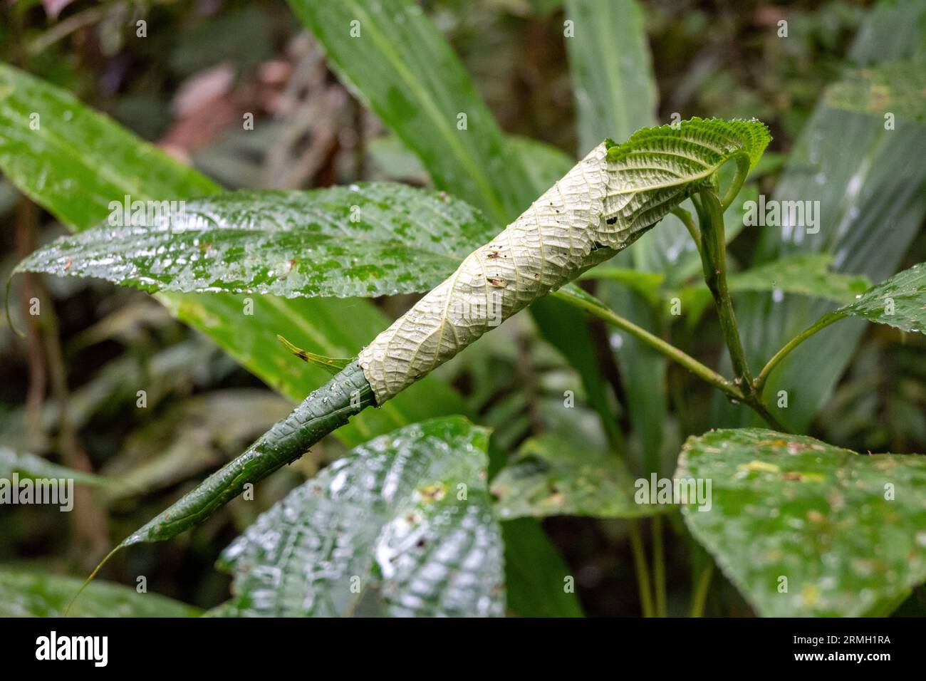 Nest eines Insekts, hergestellt mit einem aufgerollten Blatt. Sumatra, Indonesien. Stockfoto
