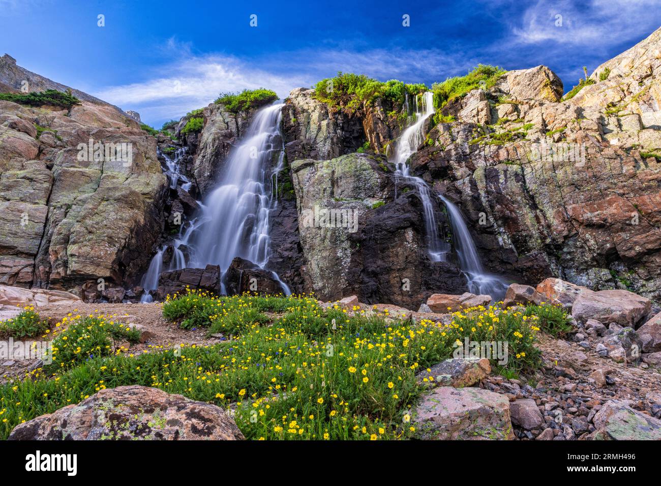 Gelbe Wildblumen aus Cinqufoil säumen den Fuß der Timberline Falls im Rocky Mountain National Park, Estes Park, Colorado. Stockfoto