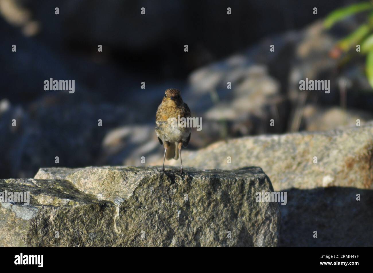 Ein junger robin (Erithacus rubecula), der auf einem Felsen in Lochranza, Isle of Arran, Schottland, steht Stockfoto