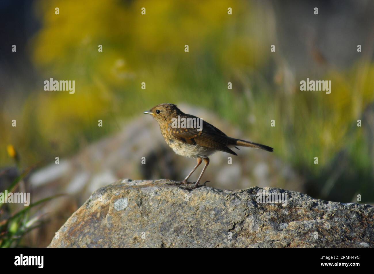 Ein junger robin (Erithacus rubecula), der auf einem Felsen in Lochranza, Isle of Arran, Schottland, steht Stockfoto