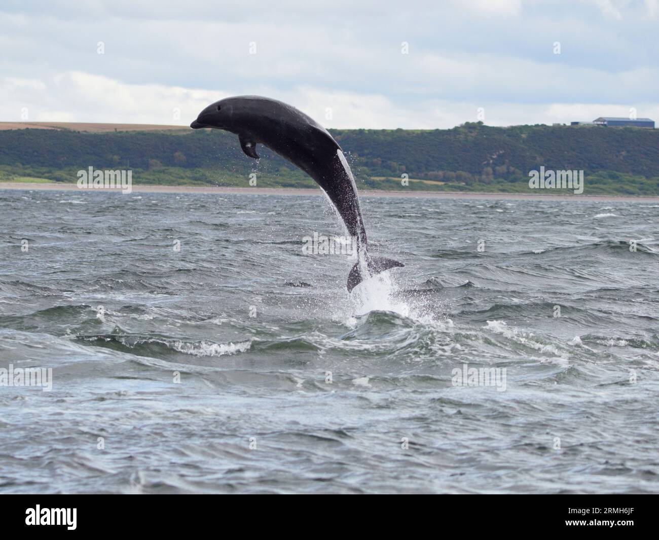 Der große Tümmler (Tursiops truncatus) springt, springt und springt im Moray Firth, Schottland, Großbritannien Stockfoto