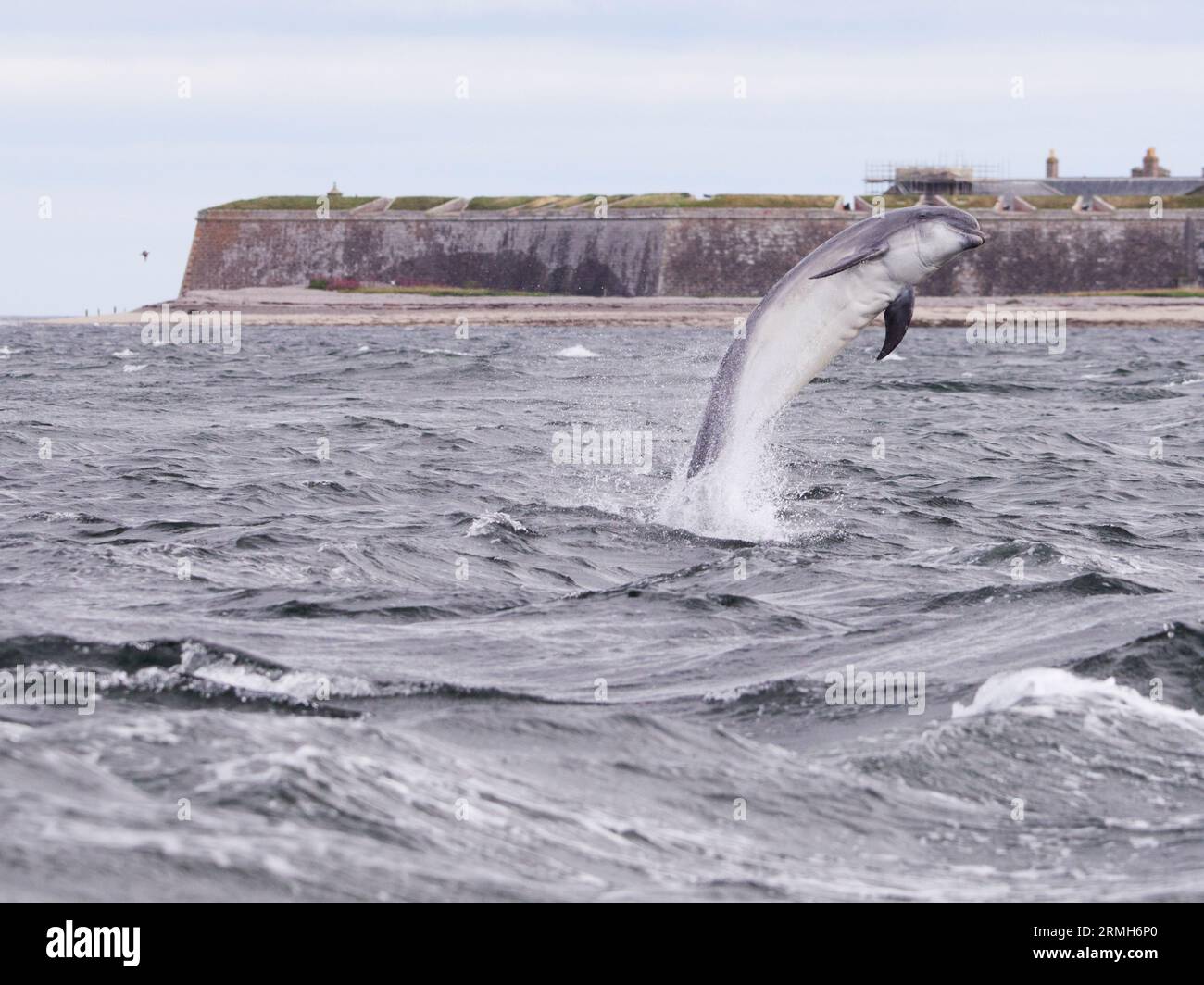 Der große Tümmler (Tursiops truncatus) springt, springt und springt im Moray Firth, Schottland, Großbritannien Stockfoto