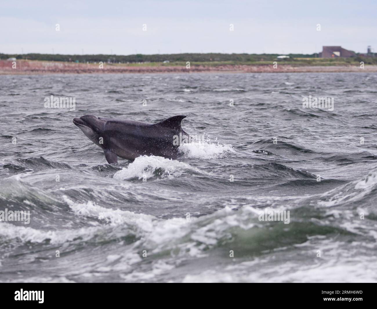 Der große Tümmler (Tursiops truncatus) springt, springt und springt im Moray Firth, Schottland, Großbritannien Stockfoto