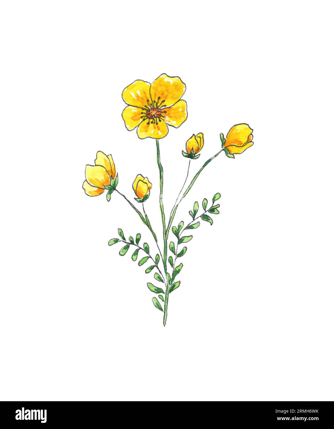 Aquarellfarben von Hand gezeichnete gelbe Wildblumen für Hochzeit, Urlaub und dekoratives Design. Abbildungen isoliert auf weißem Hintergrund. Kunst für Design Stockfoto