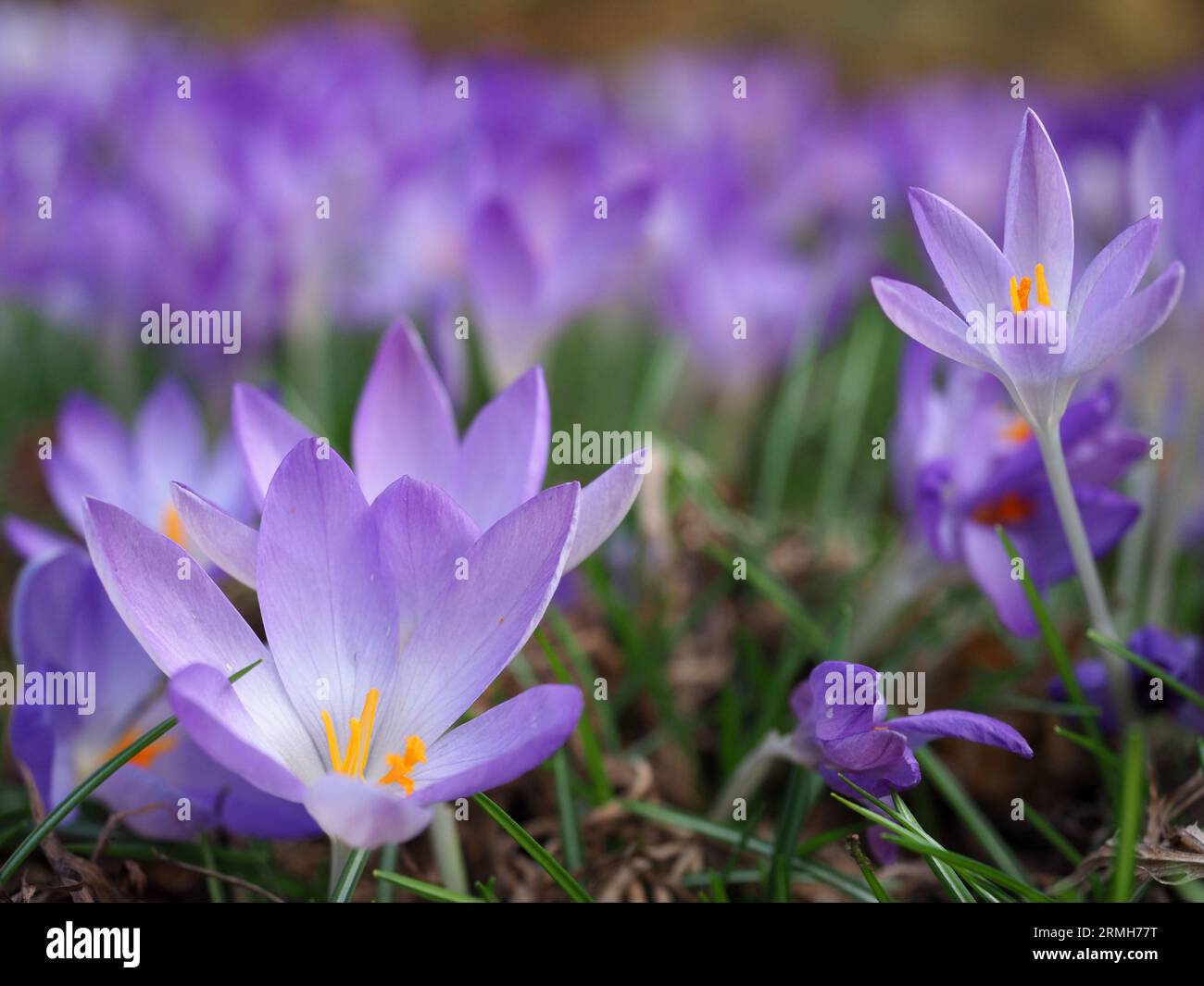 Purple Crocus vernus Flowering at Upton House, Warwickshire, UK Stockfoto