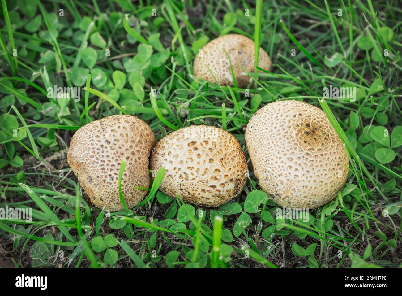 Papageientaucher (L.scleroderma citrinum). Eine kleine Kolonie ungenießbarer Papageientauchpilze Ende August Stockfoto