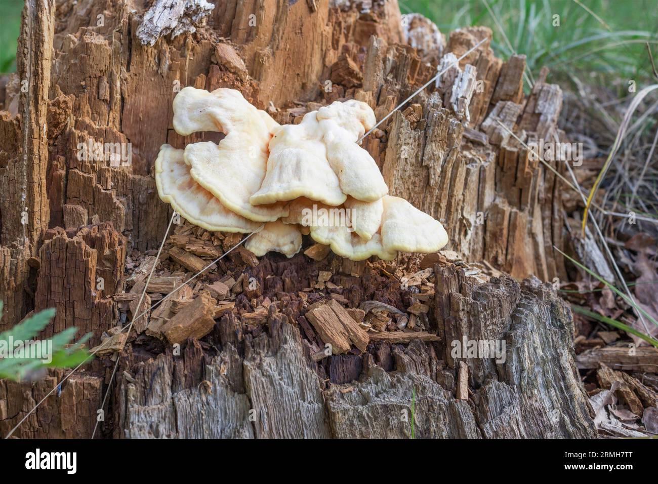 Schwefelgelbe Polypore (lat. Laetiporus sulphureus) an einem faulen Stumpf. August Stockfoto