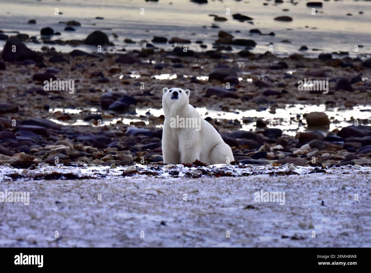 Polar Bear sitzt an der Küste von Churchill, Kanada. Stockfoto