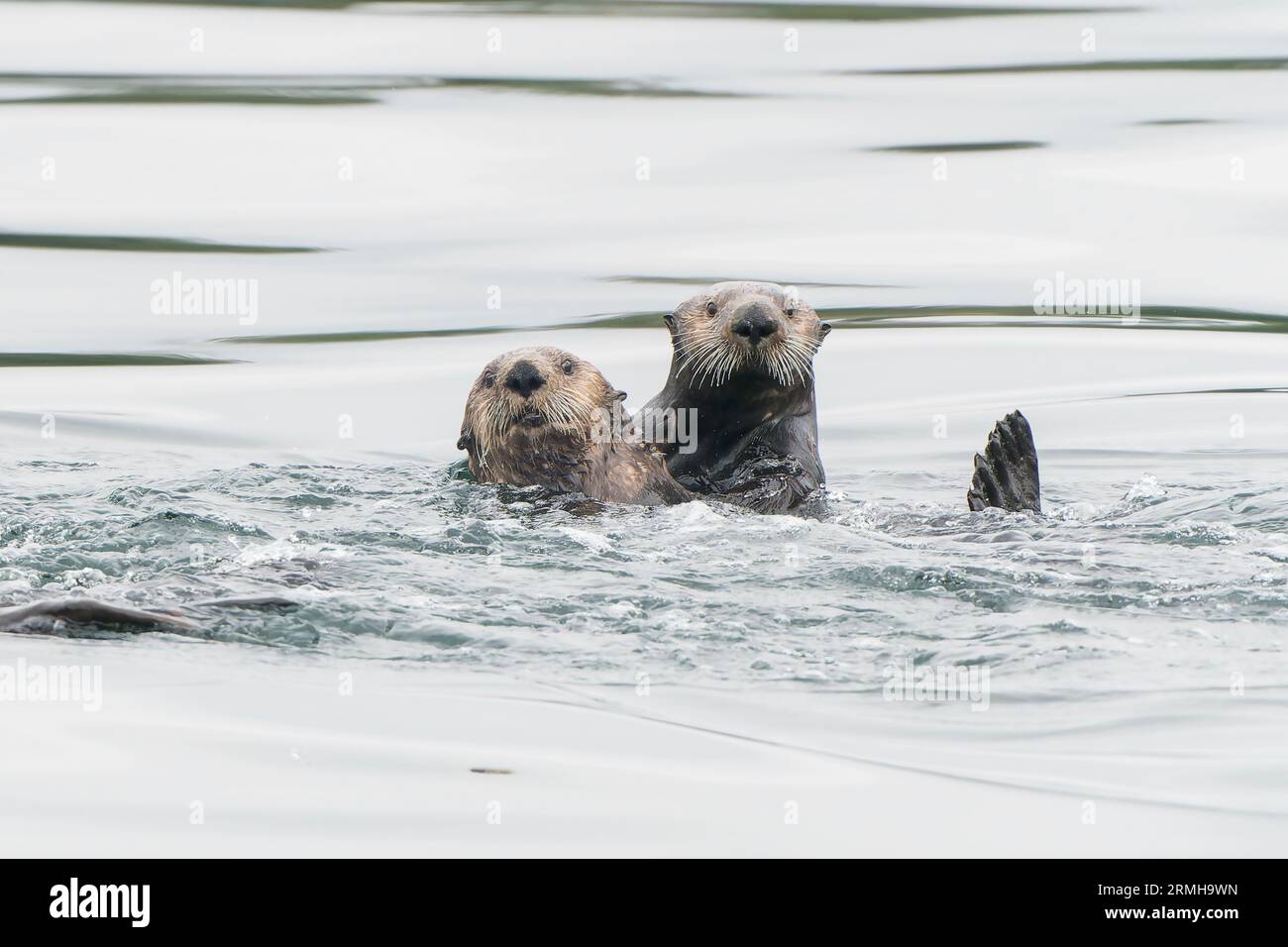 Sea Otter, Enhydra lutris, Nahaufnahme von zwei Tieren, die im Meer schwimmen, Sitka, Alaska, 11. August 2023 Stockfoto