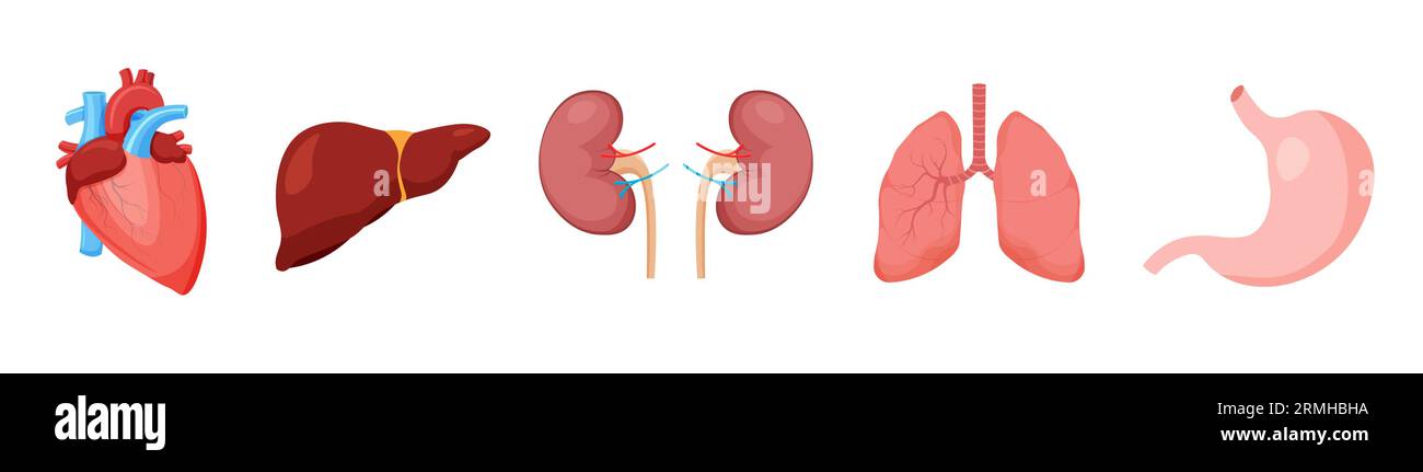 Set gesunder menschlicher innerer Organe. Symbol für das Atemsystem. Verdauung, Urologie, Kardiologie, Medizinkonzept. Gesundheitswesen. Vektor isoliert. Stock Vektor