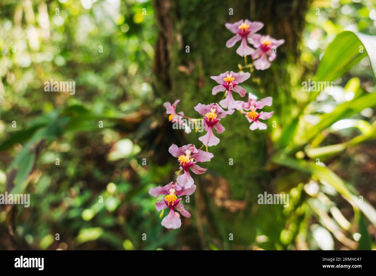 Leuchtend rosa Blüten von Oncidium sotoanum im Orquigonia Orchid Sanctuary, Cobán, Guatemala Stockfoto