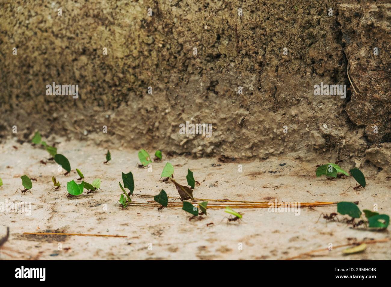 Blattschneiderameisen, die in Alta Verapaz, Guatemala, Blätter über den Boden tragen Stockfoto