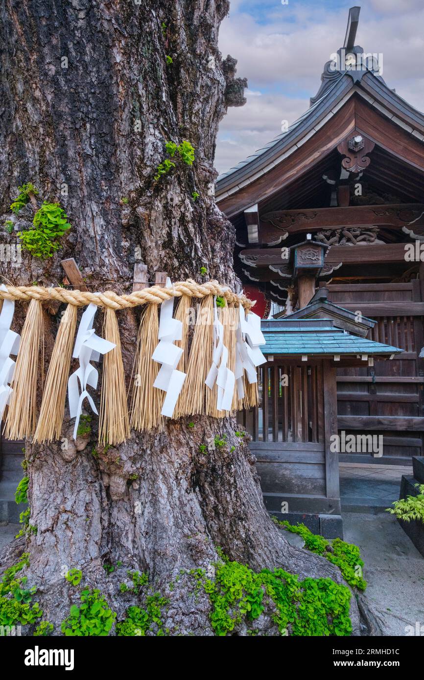 Japan, Fukuoka. Kushida Shinto-Schrein. Shimenawa Rope und Paper Streamer (Shide), die um Tree gebunden sind, bezeichnen einen Heiligen Raum, einen Ward Against Böse. Stockfoto