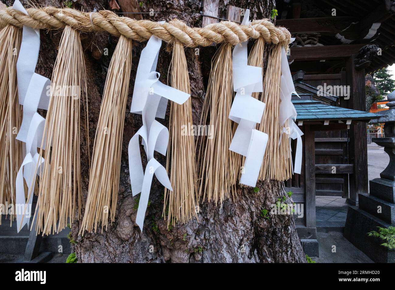 Japan, Fukuoka. Kushida Shinto-Schrein. Shimenawa Rope und Paper Streamer (Shide), die um Tree gebunden sind, bezeichnen einen Heiligen Raum, einen Ward Against Böse. Stockfoto