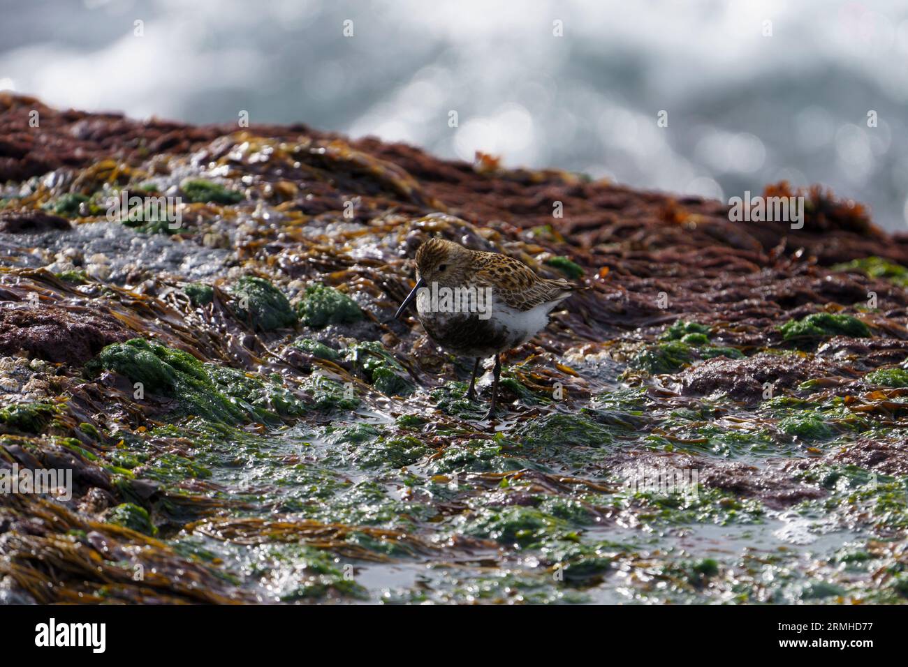 Calidris alpina Familie Scolopacidae Gattung Calidris Dunlin Vogel an der Küste in Nordisland Stockfoto