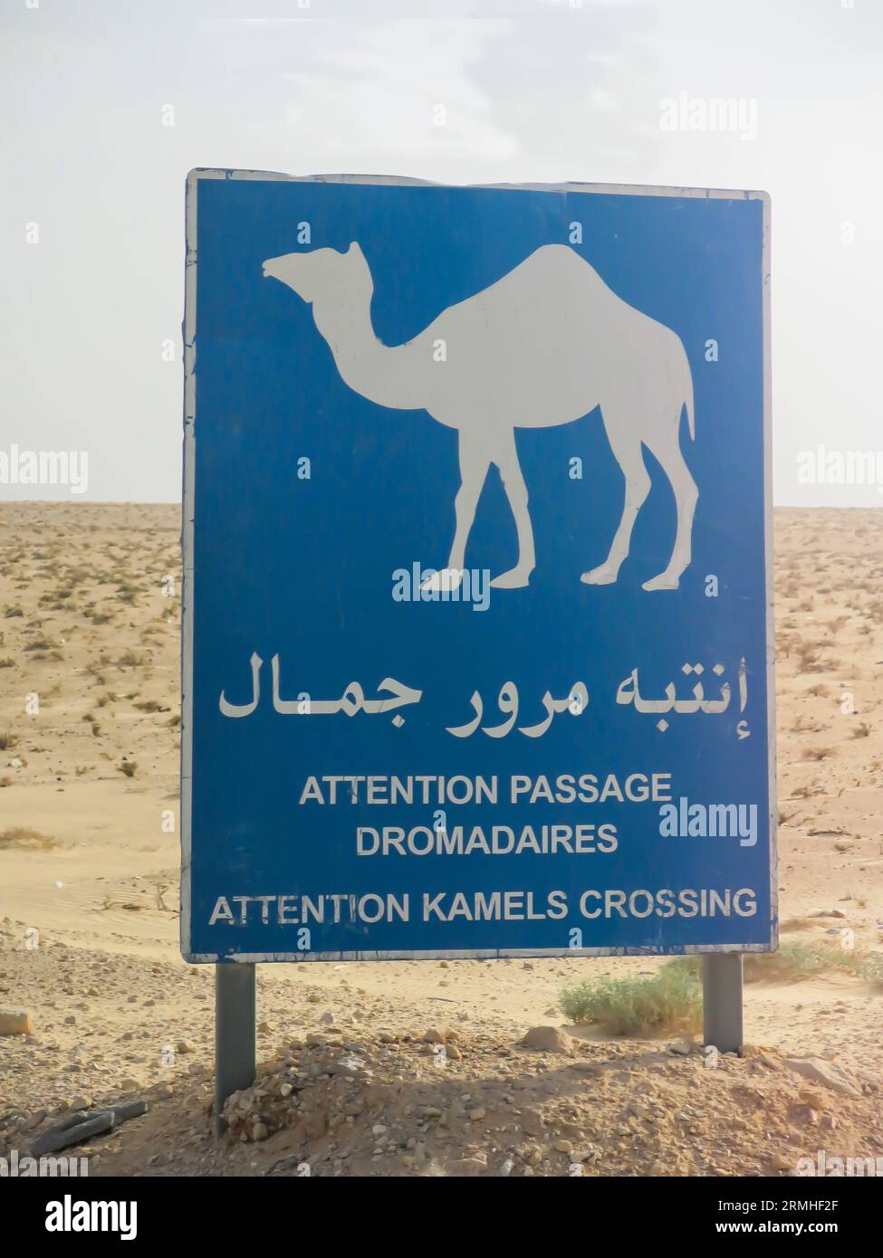 Kamel Crossing Schild in der Mitte der Sahara Wüste Stockfoto