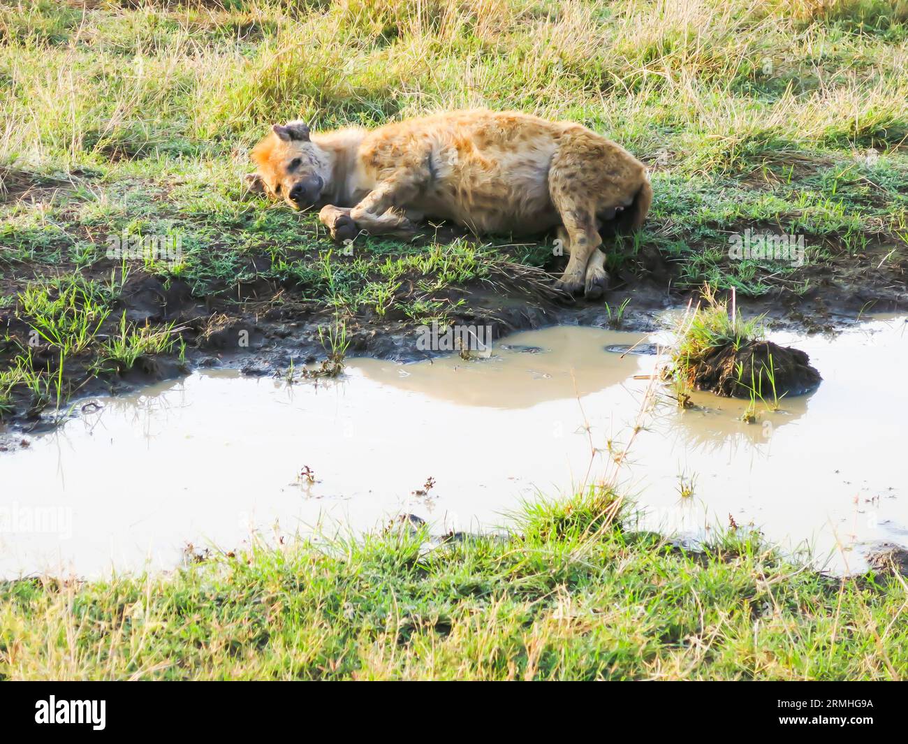 Ich habe Hyena in der Ruhe in der Nähe der großen Wasserpfütze gesehen Stockfoto