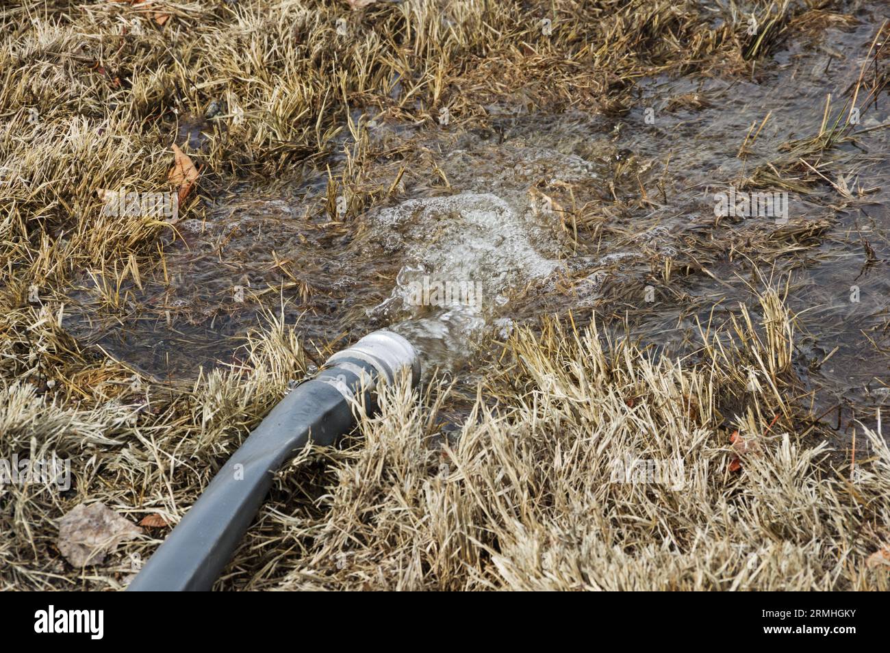 Wasser aus einer Hochwasserpumpe, das über einen Löschschlauch auf Gras fließt Stockfoto