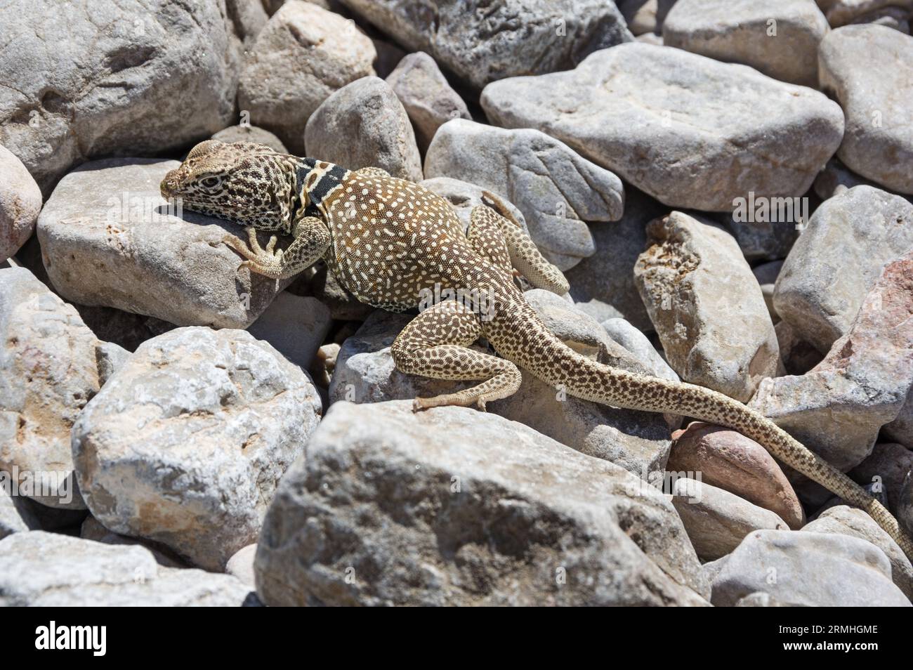 Große Eidechse mit Becken oder Crotaphytus Bicinctores auf Felsen Stockfoto Große Eidechse mit Becken oder Crotaphytus Bicinctores auf Felsen Stockfoto