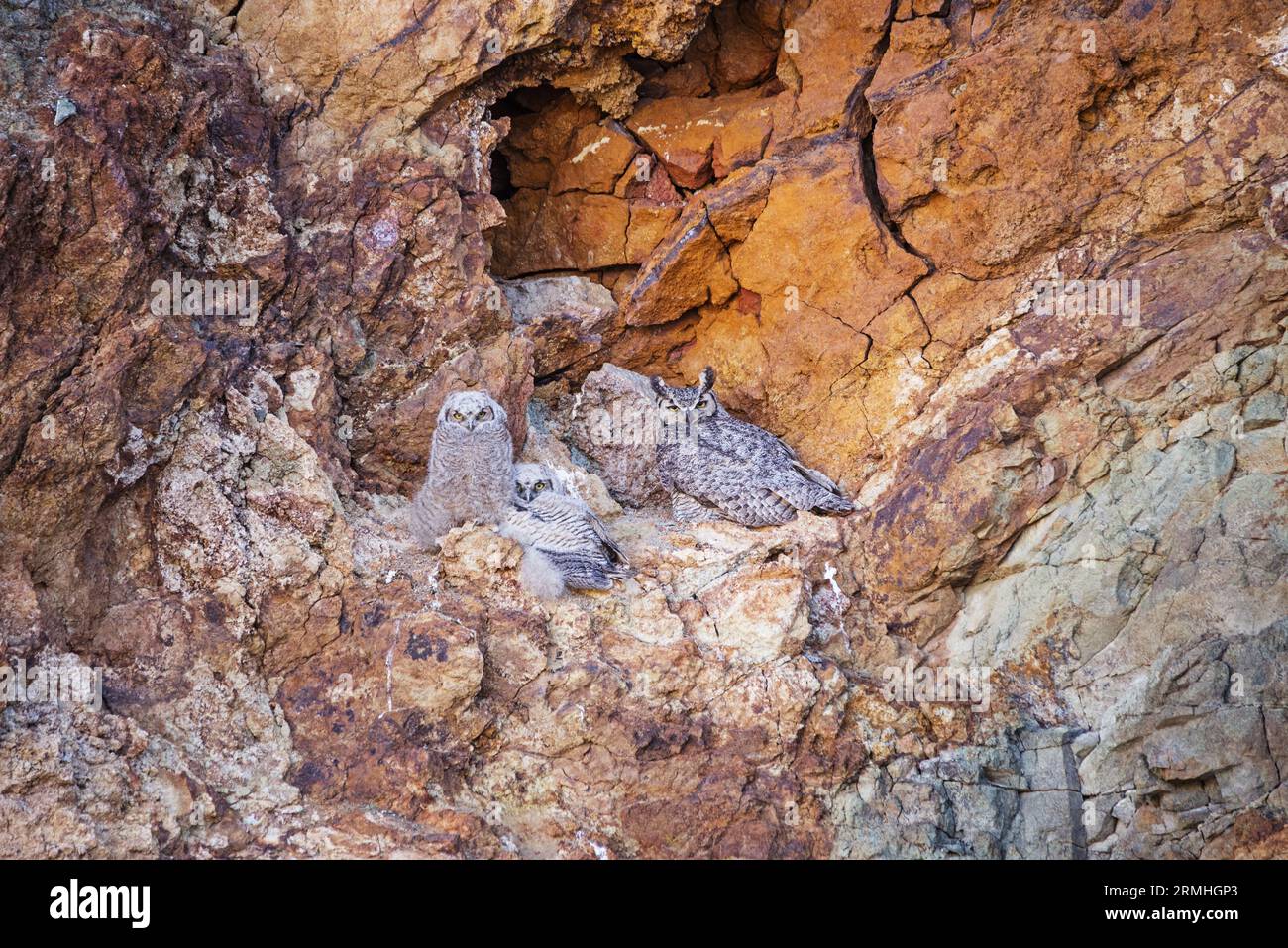 Große gehörnte Eule oder Bubo virginianus Küken und Erwachsene auf einem Klippengesicht Stockfoto