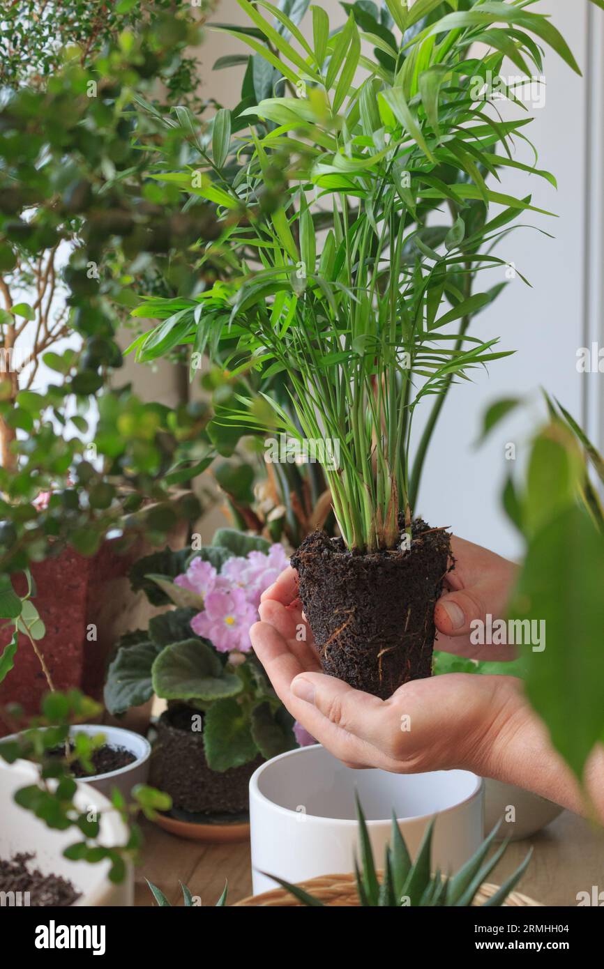 Hausgemachte Palme mit Wurzeln in den Händen einer Person beim Umpflanzen in einen neuen Topf. Stockfoto