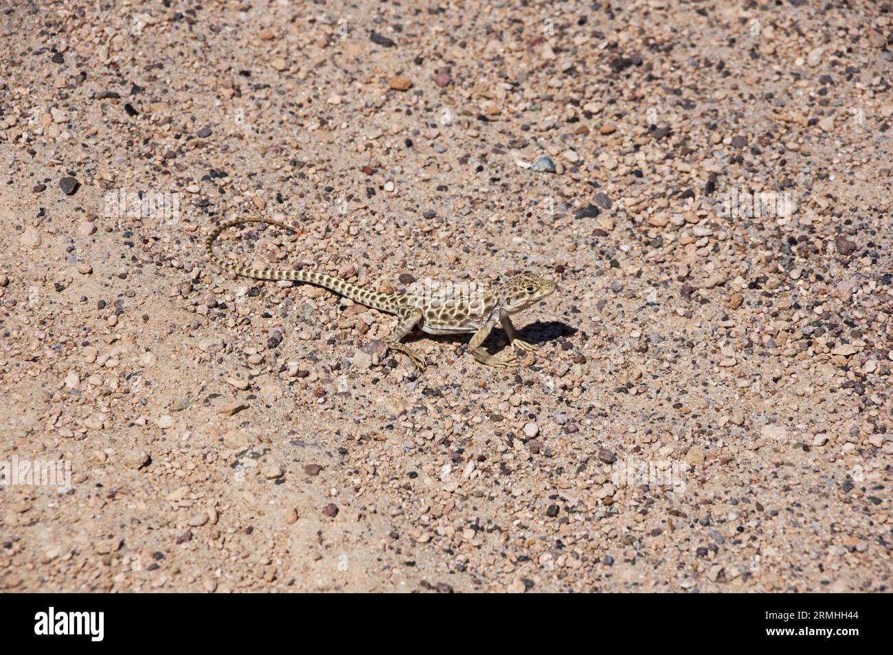 Langnasige Leopardenechse oder Gambelia wislizenii auf Kies- und Sandboden in der kalifornischen Wüste Stockfoto