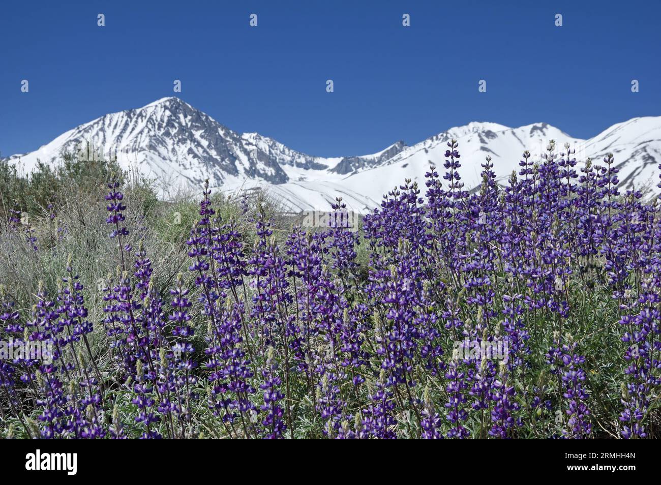 Lupinenblüten mit schneebedeckten Sierra Nevada Mountains dahinter Stockfoto