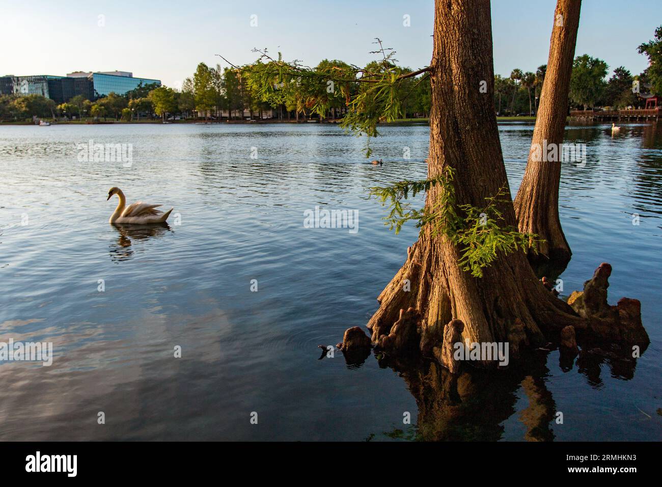 Sonnenuntergang über Lake Eola, Orlando, FL Stockfoto