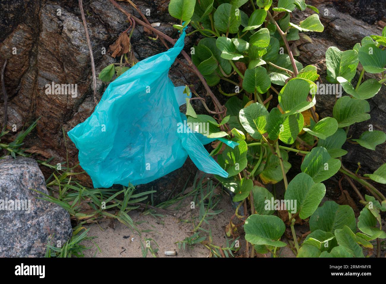 Eine blaue Plastiktüte, die in der Nähe des Strandes zwischen die Vegetation geworfen wurde. Aggression gegen die Umwelt. Stockfoto