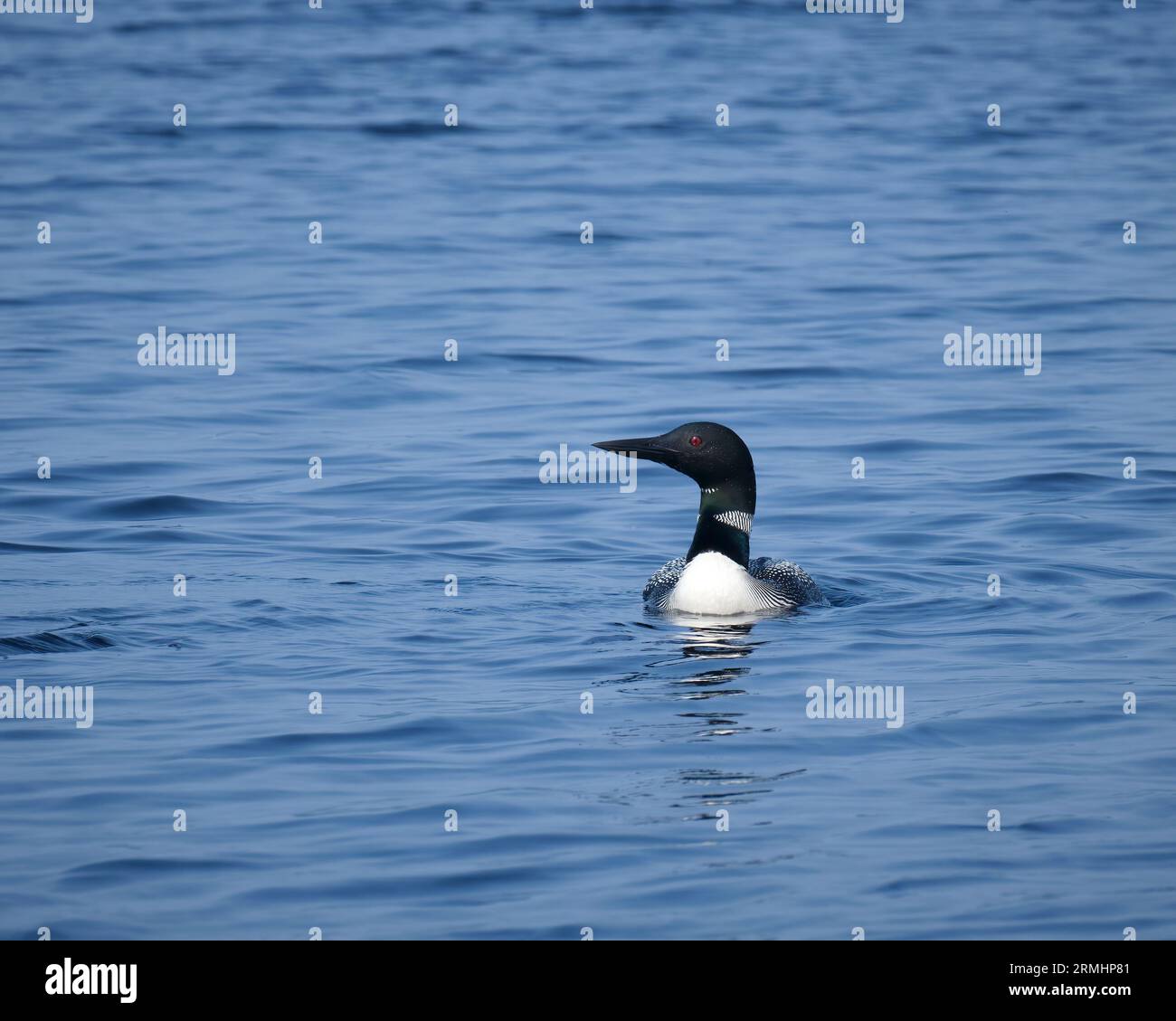 Ein Blick von vorne auf eine Loon mit dem Kopf, der auf einem See im Algonquin Park schwimmt. Stockfoto