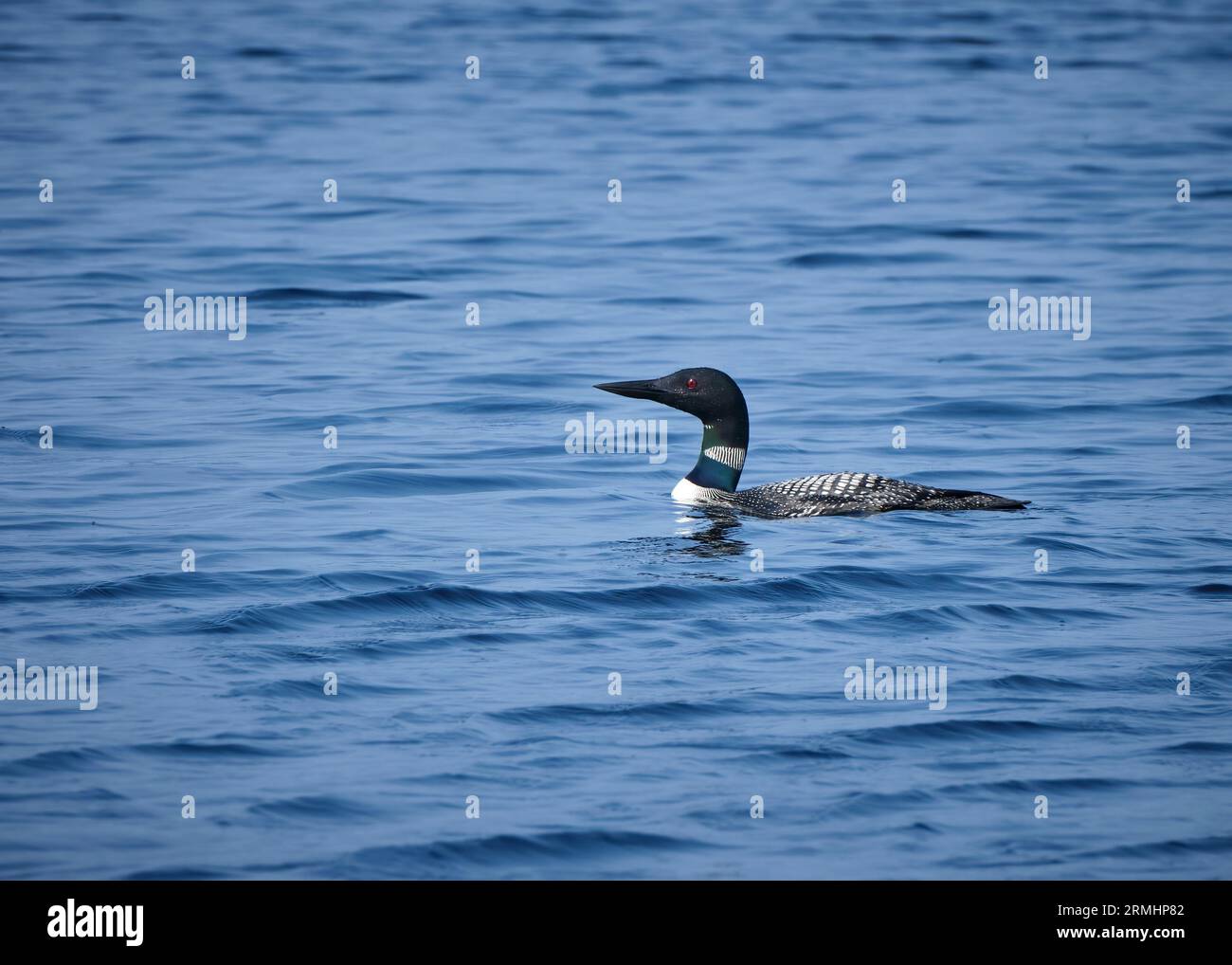 Eine Seitenansicht aus der Nähe eines Loons, der auf einem See im Algonquin Park schwimmt. Stockfoto
