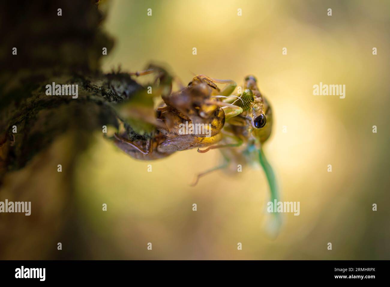 Eine jährliche Cicada taucht aus ihrer Schale auf, während sie von der Nymphe zum Erwachsenen schmilzt. Es gibt warme Töne und einen cremigen, glatten Hintergrund. Stockfoto